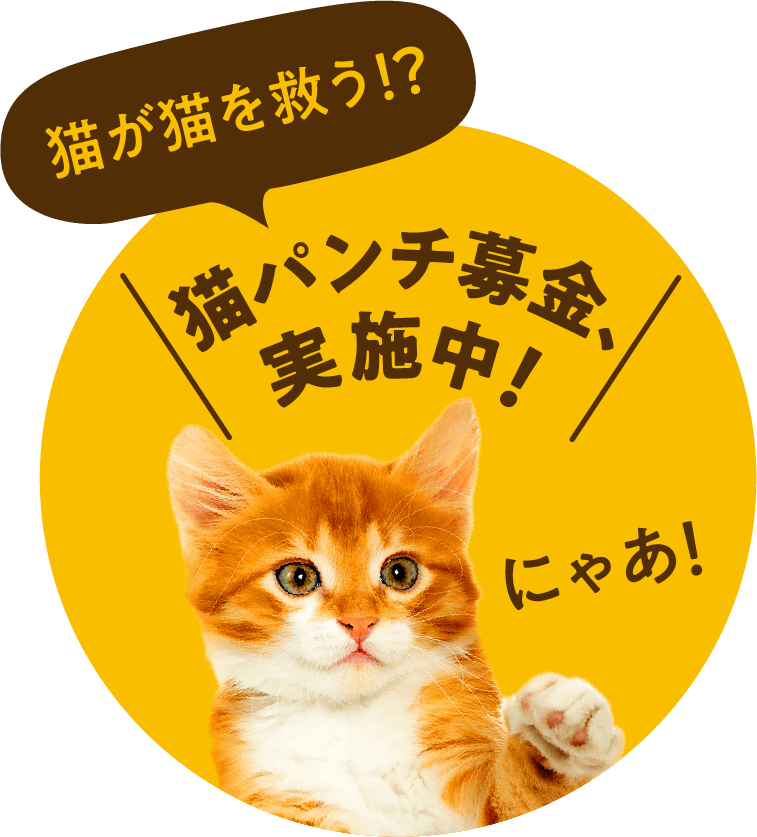 猫パンチ募金実施中!