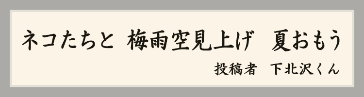 ハットにゃん賞