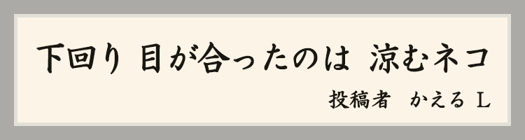 ハットにゃん賞