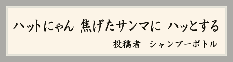 ハットにゃん賞