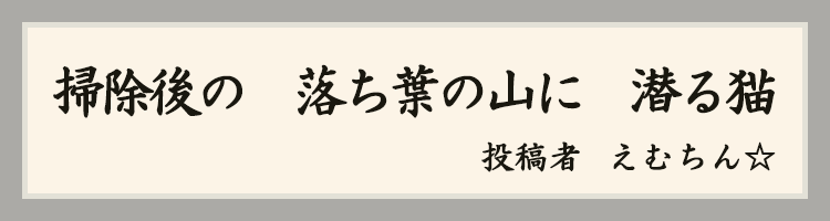 ハットにゃん賞