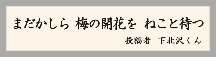 ハットにゃん賞