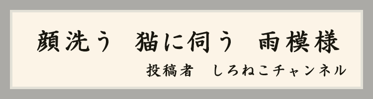 ハットにゃん賞
